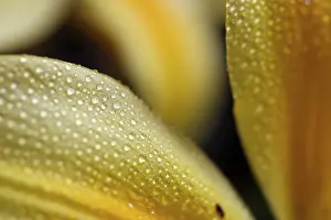 Daylilies (hemerocallis)