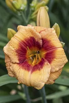 Daylily (Hemerocallis Bold Tiger)