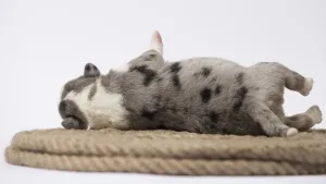 Ten days old excellent puppies of the Welsh Corgi Pembroke