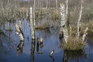 Dead birch trees (Betula pendula) in a moor