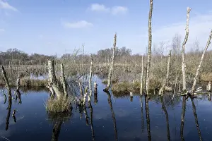 Dead birch trees (Betula pendula) in a moor
