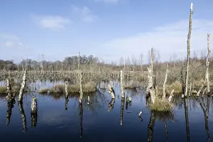 Dead birch trees (Betula pendula) in a moor