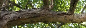 Dead branch of an apple tree (Malus) due to drought