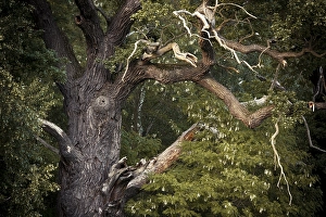 Dead branches of a Pedunculate Oak (Quercus robur)