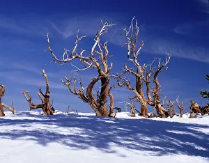 Dead Bristlecone Pines, White Mountains