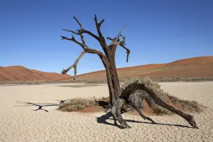 Dead camel thorn tree (Vachellia erioloba)