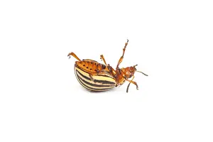 Dead colorado potato beetles isolated on a white
