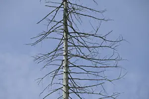 Dead coniferous forest, Hohe Wurzel