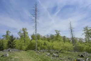 Dead coniferous forest, Hohe Wurzel