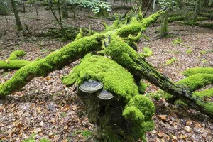 Dead copper beech (Fagus sylvatica) overgrown with moss and fungi