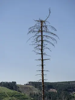 Dead, dead spruce (Picea), tree death