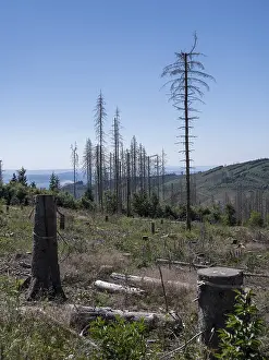 Dead, dead spruces (Picea), stumps of felled trees