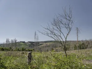 Dead, dead spruces (Picea), stumps of felled trees