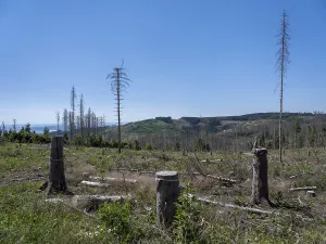 Dead, dead spruces (Picea), stumps of felled trees