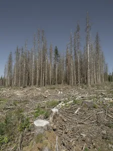 Dead, dead spruces (Picea), stumps of felled trees