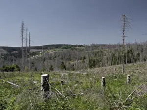 Dead, dead spruces (Picea), stumps of felled trees
