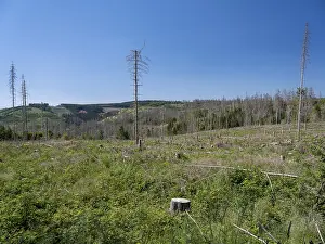 Dead, dead spruces (Picea), stumps of felled trees