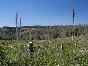 Dead, dead spruces (Picea), stumps of felled trees
