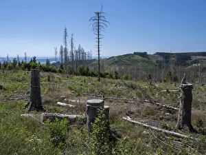 Dead, dead spruces (Picea), stumps of felled trees