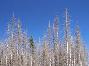 Dead, dead spruces (Picea), tree death