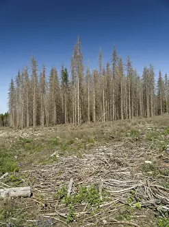 Dead, dead spruces (Picea), tree death