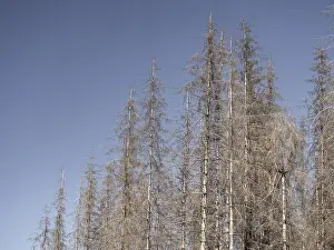 Dead, dead spruces (Picea), tree death