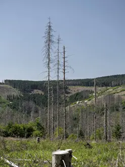 Dead, dead spruces (Picea), tree death