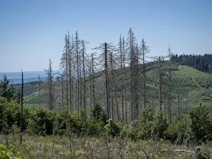 Dead, dead spruces (Picea), tree death