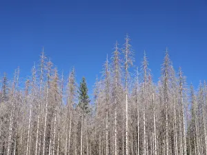 Dead, dead spruces (Picea), tree death