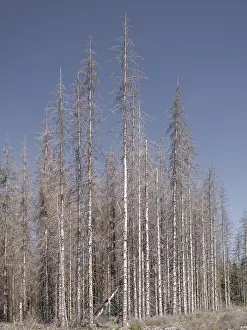 Dead, dead spruces (Picea), tree death