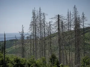 Dead, dead spruces (Picea), tree death