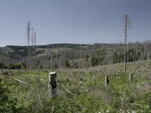 Dead, dead spruces (Picea), tree death