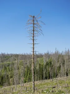 Dead, dead spruces (Picea), tree death