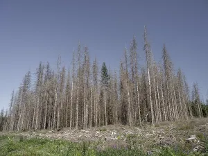 Dead, dead spruces (Picea), tree death