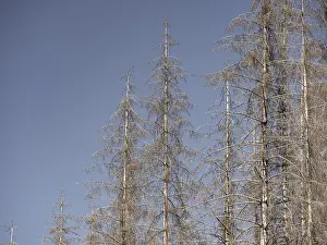 Dead, dead spruces (Picea), tree death