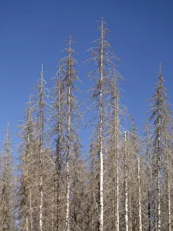 Dead, dead spruces (Picea), tree death