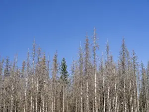 Dead, dead spruces (Picea), tree death