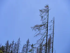 Framed Print : Dead, dead spruces (Picea), tree death near Goslar Framed Print : Dead, dead spruces (Picea), tree death near Goslar