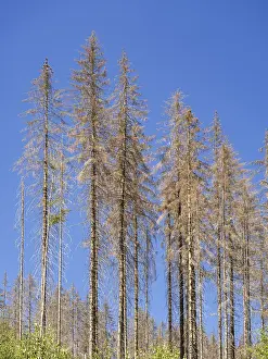 Dead, dead spruces (Picea), tree death near Goslar