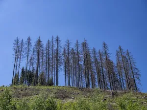 Dead, dead spruces (Picea), tree death near Goslar