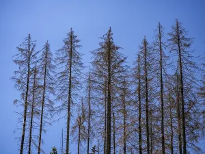 Dead, dead spruces (Picea), tree death near Goslar