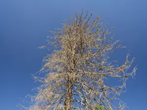 Dead, dead tree, tree death, near Clausthal-Zellerfeld