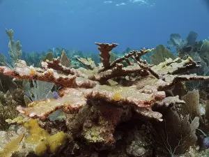 Dead elkhorn coral (Acropora palmata)