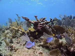 Category Coral Reefs DE Prints: Dead elkhorn coral (Acropora palmata) in a typical Caribbean reef landscape