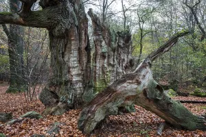 Dead English oak (Quercus robur)