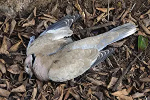 Dead Eurasian Collared Dove - Streptopelia decaocto