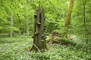Dead European beech (Fagus sylvatica) with tinder fungus (Fomes fomentarius) and blooming wild garlic (Allium ursinum)