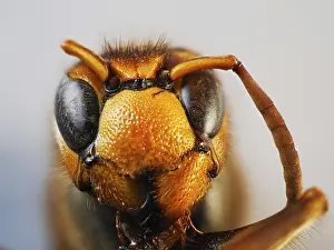 Dead European hornet (Vespa crabro)