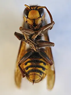 Dead European hornet (Vespa crabro)