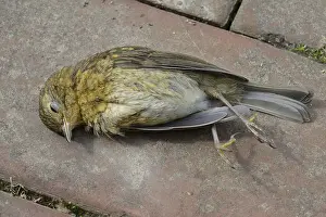 Dead European robin (Erithacus rubecula) Jungvogel